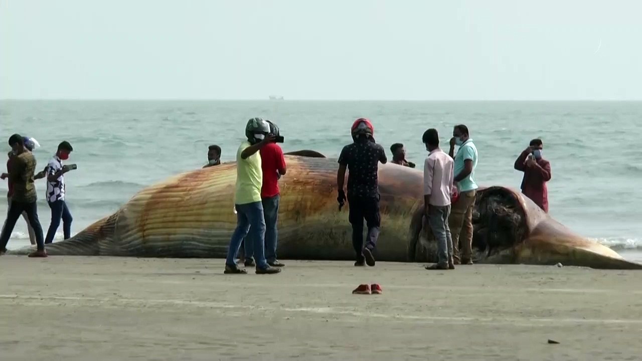 Rätsel um Todesursache von zwei Walen an Küste von Bangladesch