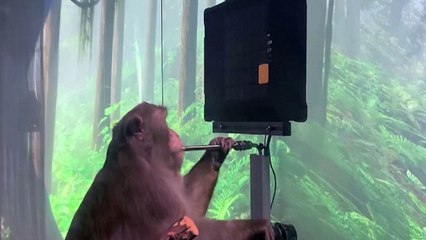 뇌에 컴퓨터 칩 심은 원숭이, 생각만으로 비디오 게임 / YTN