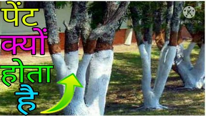 रोड के किनारे लगे पेड़ों को पेंट क्यों करते है वजह जानकर चौंक जाओगे Advance Facts