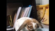 Funny Baby Bunny Rabbit Videos #8 - Cute Rabbits 2018