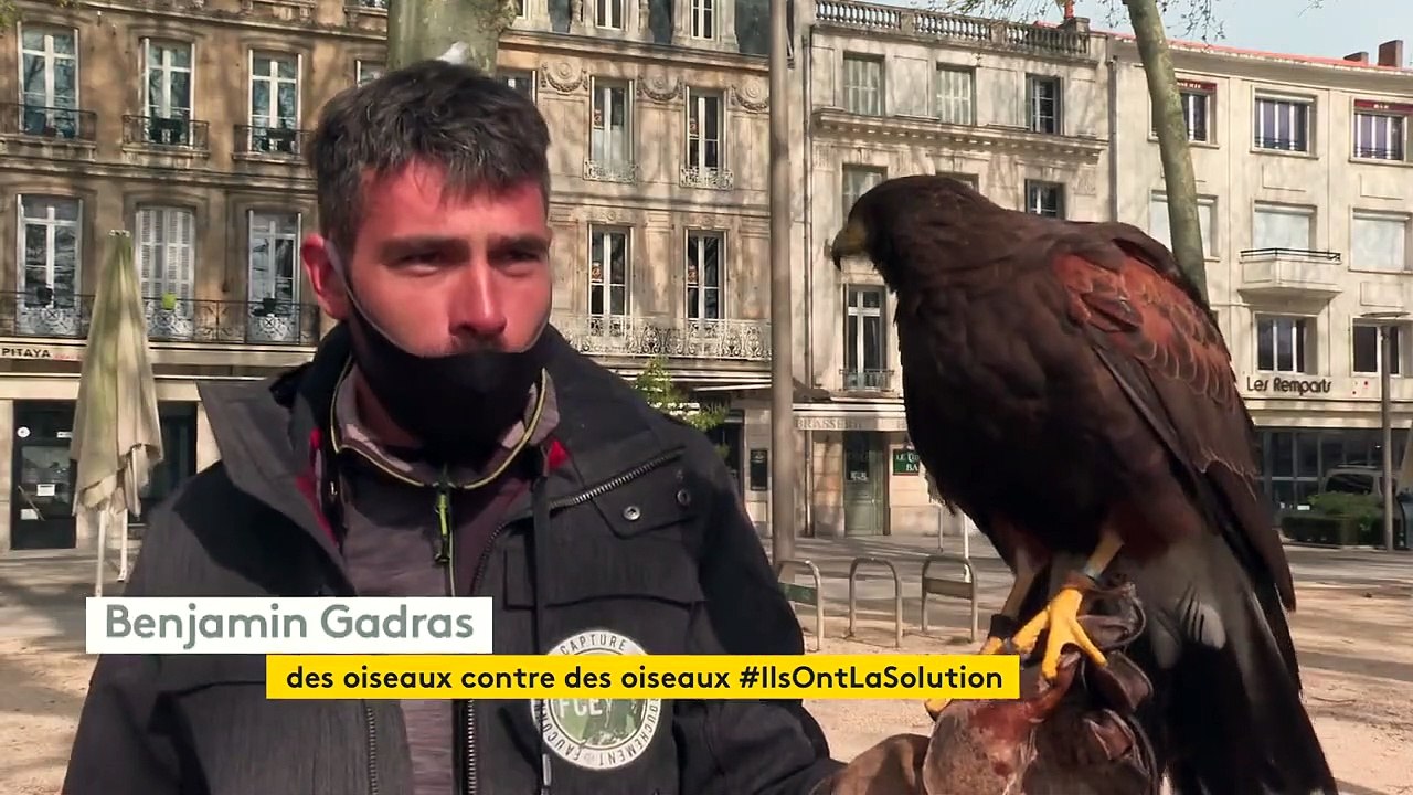 A Niort, des rapaces déployés en centre-ville pour lutter contre la prolifération des corbeaux