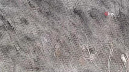 Dağ keçileri sınır bölgesinde sürü halinde görüntülendi