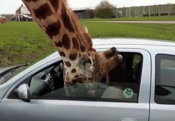 Panikleyen kadın zürafanın başını cama sıkıştırdı