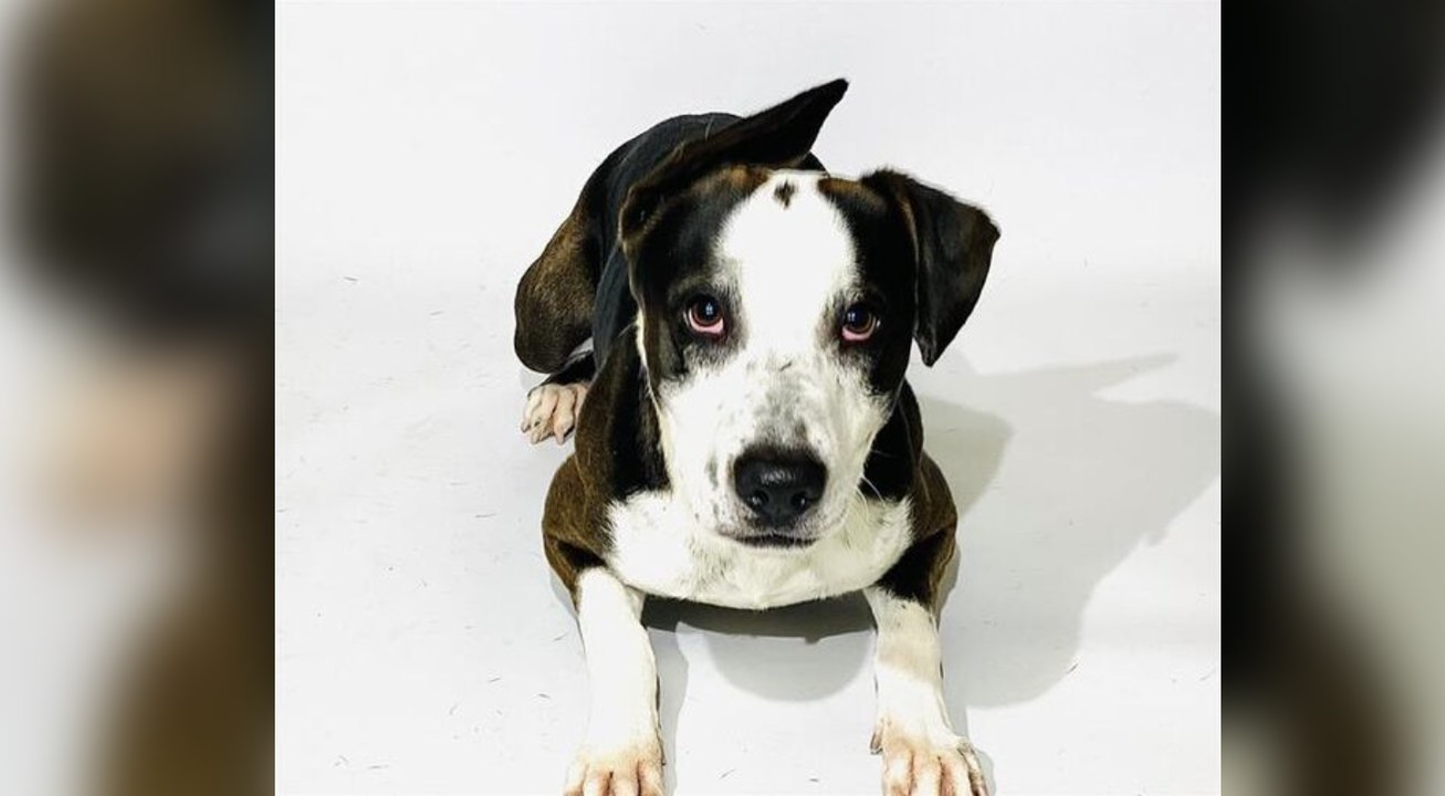 Pet of the Week: Hopkins
