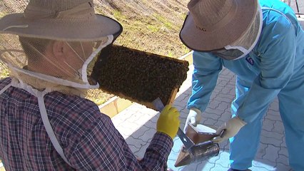 국내 유일 꿀벌 육종장이 '섬'으로 간 까닭은? / YTN