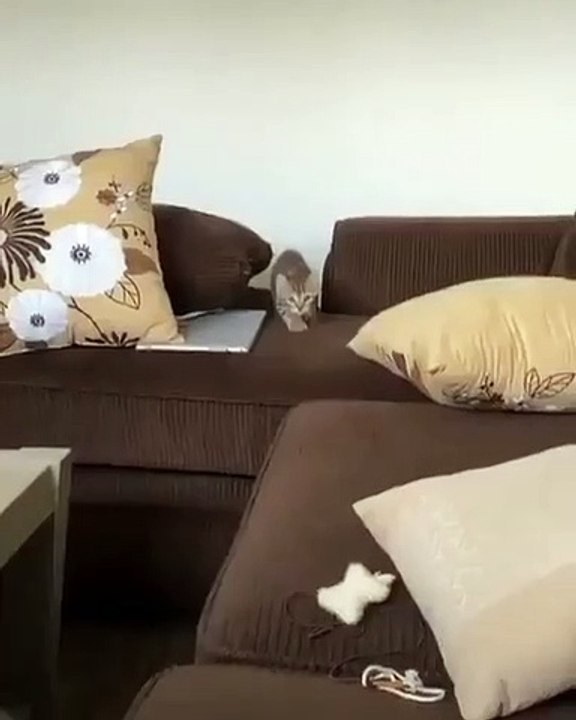 Funny Cats Compilation 04