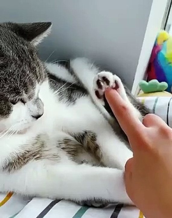 Funny Cats Compilation 02