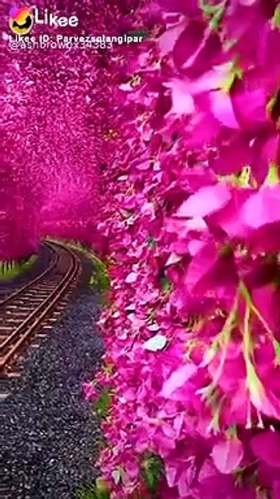 Likee_so savit video zabardast