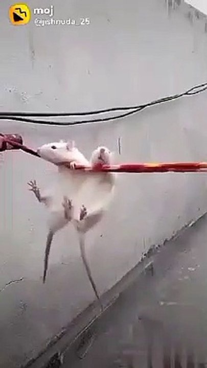 0BDX3n-ds.221921065047069774-3074263-1