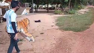 Real Dog  VS Fake Tiger  Prank PART 7 More reaction How can I Stop laugh Funny 2021