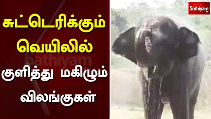 சுட்டெரிக்கும் வெயிலில் குளித்து மகிழும் விலங்குகள் | vandalur zoo | animals