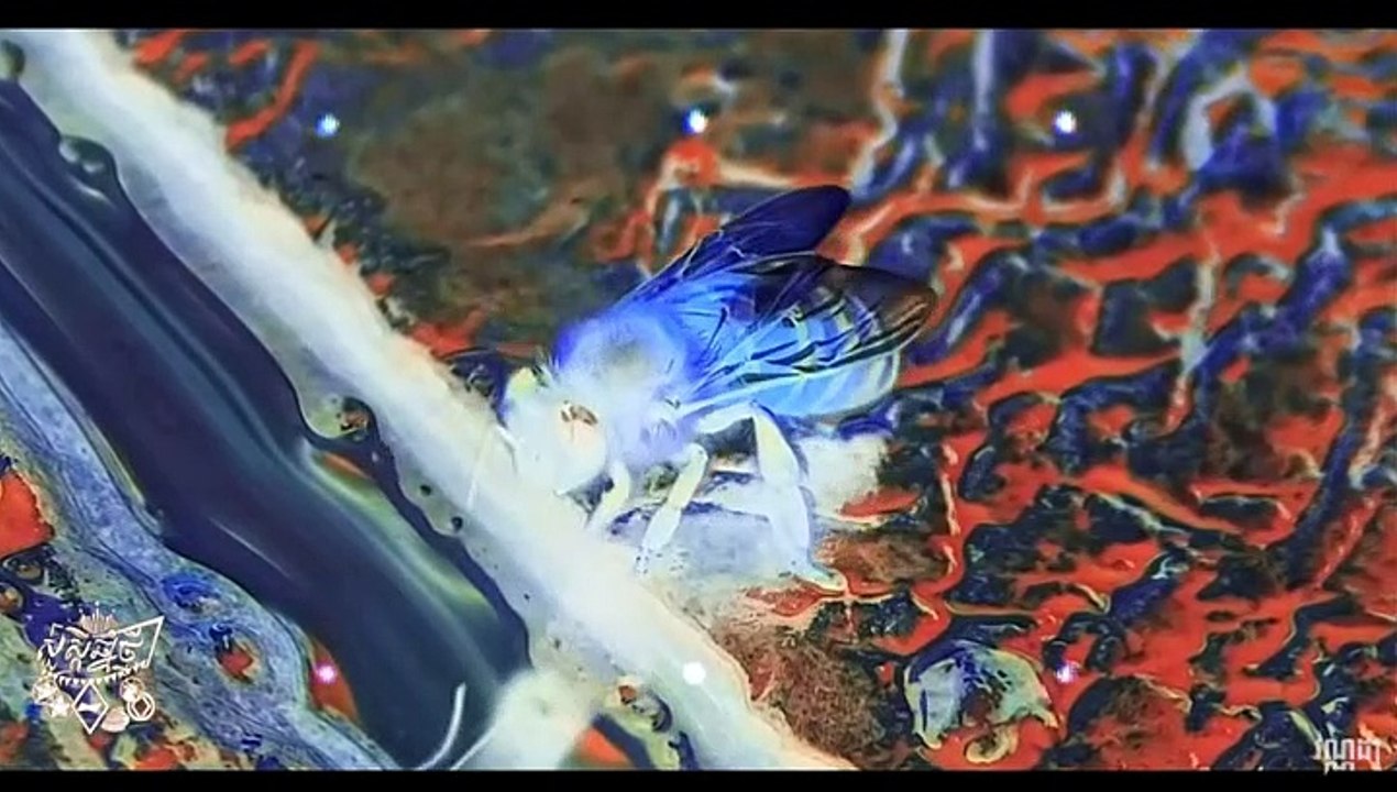 VANNDA-QUEEN BEE នារីជឿនលឿន (Lyric Video)