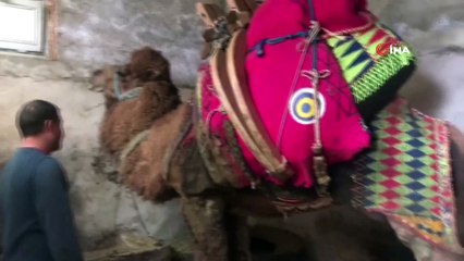 Şampiyon deve 'Çılgın Cambaz' yeni sezona hazırlanıyor