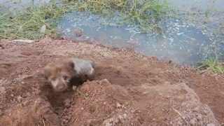 Playful Puppy On The River Bank