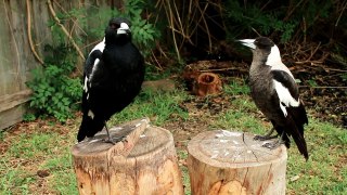 Vocal Magpies