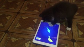 Kitten playing Cat Fishing on ipad