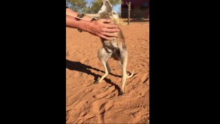 Baby Kangaroo Affection