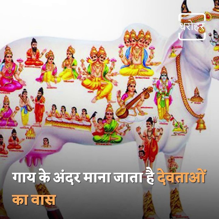 Importance Of Feeding Ants And Cows In Hindu Tradition