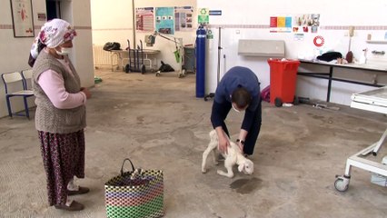 Doğumunu yaptırdığı kuzuyu pazar çantası ile hastaneye getirdi