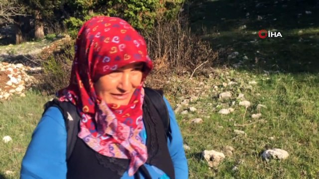 Toroslardan toplayıp tazesinin kilosunu 150 TL'den kurusun kilosunu bin 500 TL'den satıyorlar