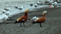 Kars Baraj Gölü su tuttu, kuşlar geri döndü