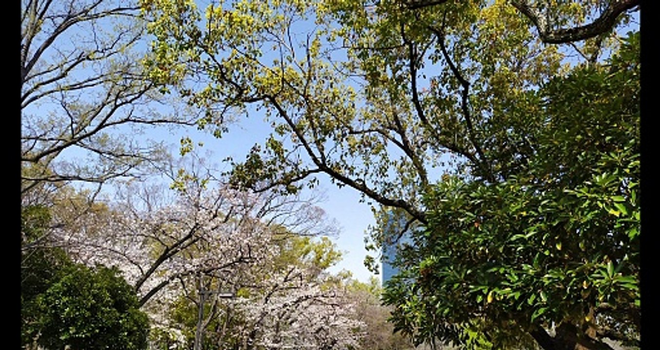 Osaka Castle in spring when SAKURA bloom Photograph of a famous castle in Japan