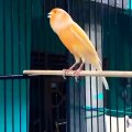 The most beautiful sound of a yellow canary bird