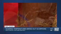 Valley heat means more scorpions