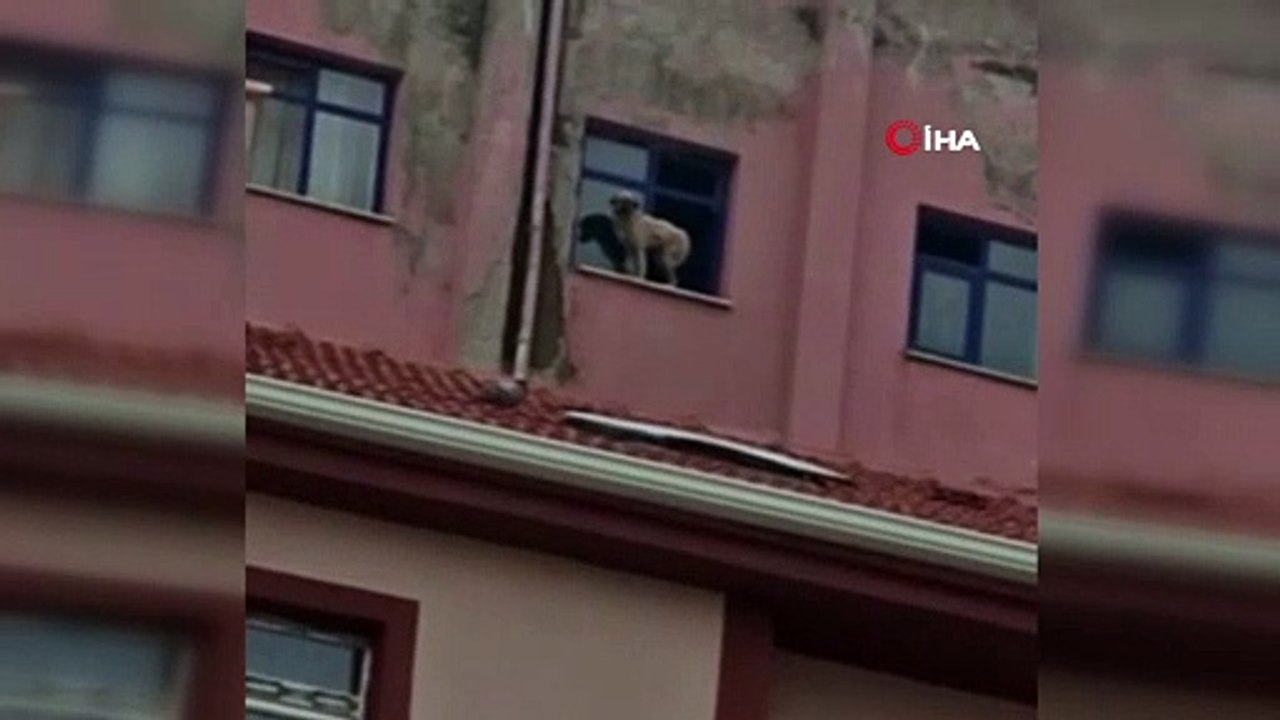 Binanın 9’uncu katındaki köpeğe seslenen vatandaş: “Ne derdin var intihar etme”