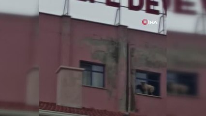 Binanın 9'uncu katındaki köpeğe seslenen vatandaş: "Ne derdin var intihar etme"