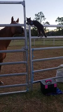 Kitty Climbs On Fence to Supervise Feed Time