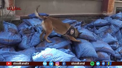 Dedektör köpekler suçluların kabusu