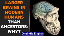 Human brains originated 1.7 million years ago in Africa | Oneindia News