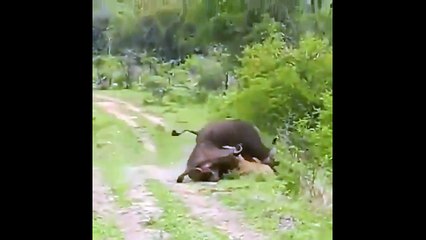 పాపం సింహన్ని ఇలా ఎత్తేసి.. అలా పడేసింది!