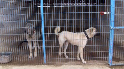 Çocukluk Hevesine Gerçekleştirdi,  Kurduğu Çiftlikte Anadolu Çoban Köpeği Beslemeye Başladı
