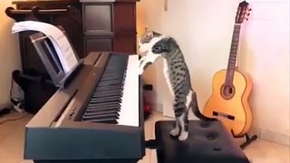 Funniest Cats  - Don't try to hold back Laughter  - Funny Cats Life | Latest Funny Cats Video 2021