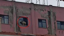 Binanın 9'uncu katındaki köpeğe seslenen vatandaş: Ne derdin var intihar etme