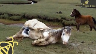 Baby Horse Refuses To Leave Injured Mom's Side