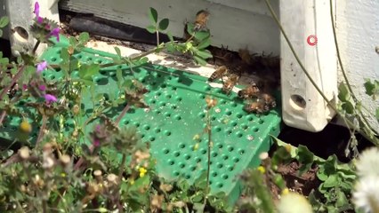 Bahar Geldi, Arılar Kış Uykusundan Uyandılar