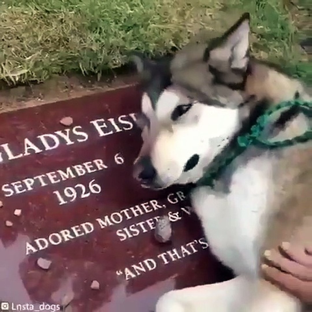 Best videos, Top videos, Viral videos Funny videos no. 83