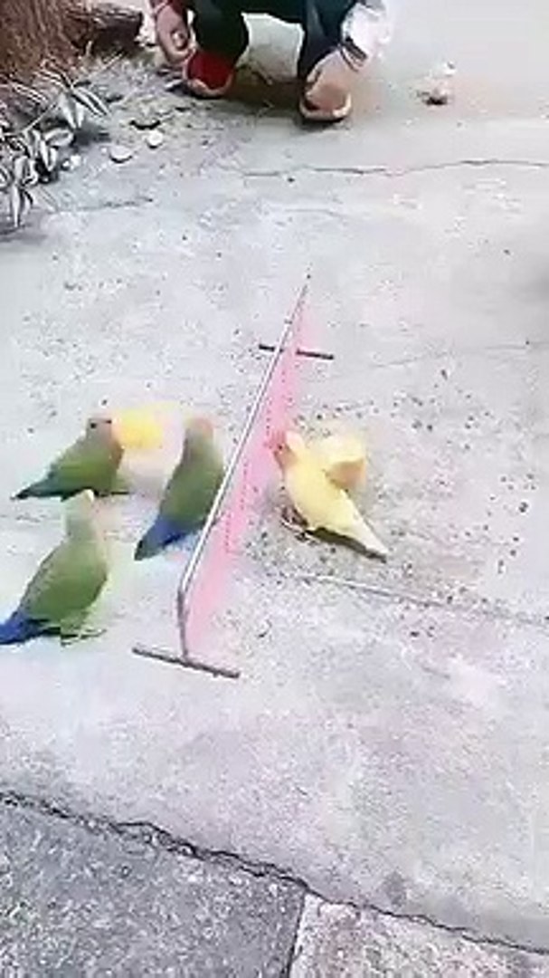 Best videos, Top videos, Viral videos Funny videos no. 87