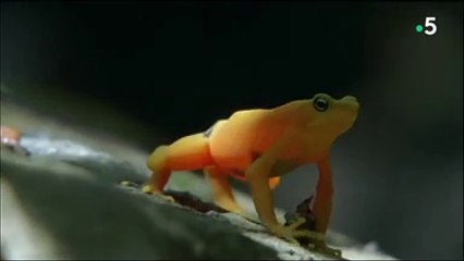 Histoires de grenouilles