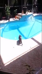 Download Video: Il fait une petite blague à son chat au bord de la piscine