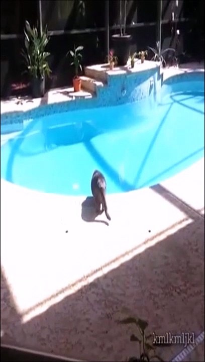 Il fait une petite blague à son chat au bord de la piscine