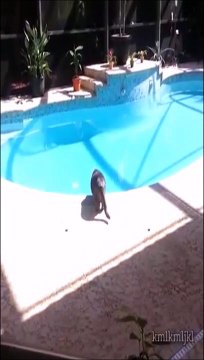 Il fait une petite blague à son chat au bord de la piscine