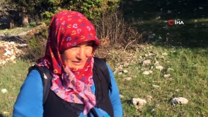 Antalya'da Kuzugöbeği Mantarı Sezonu Başladı, Tazesinin Kilosu 150, Kurulunun İse 500 TL