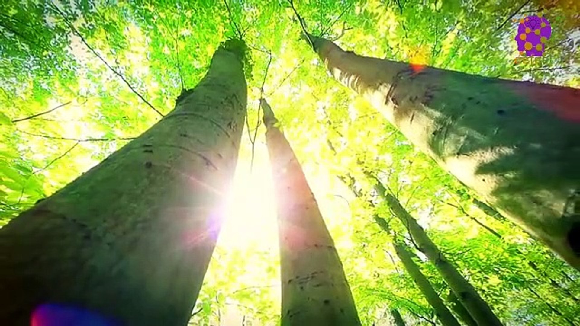 15 Minute Music for Self Love | Healing Music | Music for Stress-Relief | Calming Soothing Music | S