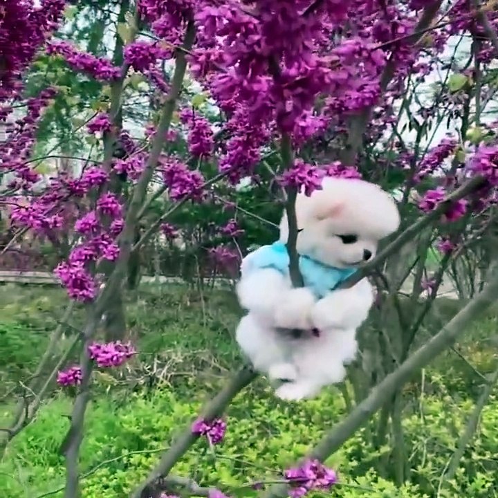 Mini Pomeranian  Funny and Cute Pomeranian Videos _ Funny Puppy Videos 2020