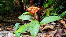 Building Top Security Secret Underground Bamboo House By Ancient Skill At Deep Jungle