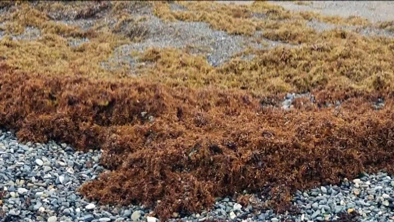 Sargassum Returns